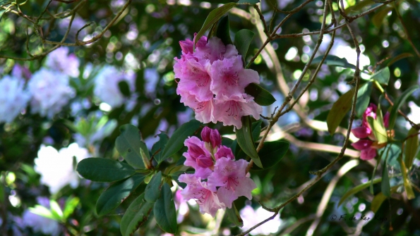 Bois des Moutiers (347) Mai 2012